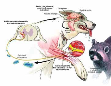 5 rabies 02